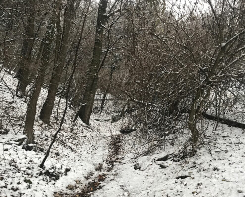 Suki Trail Winter Edition